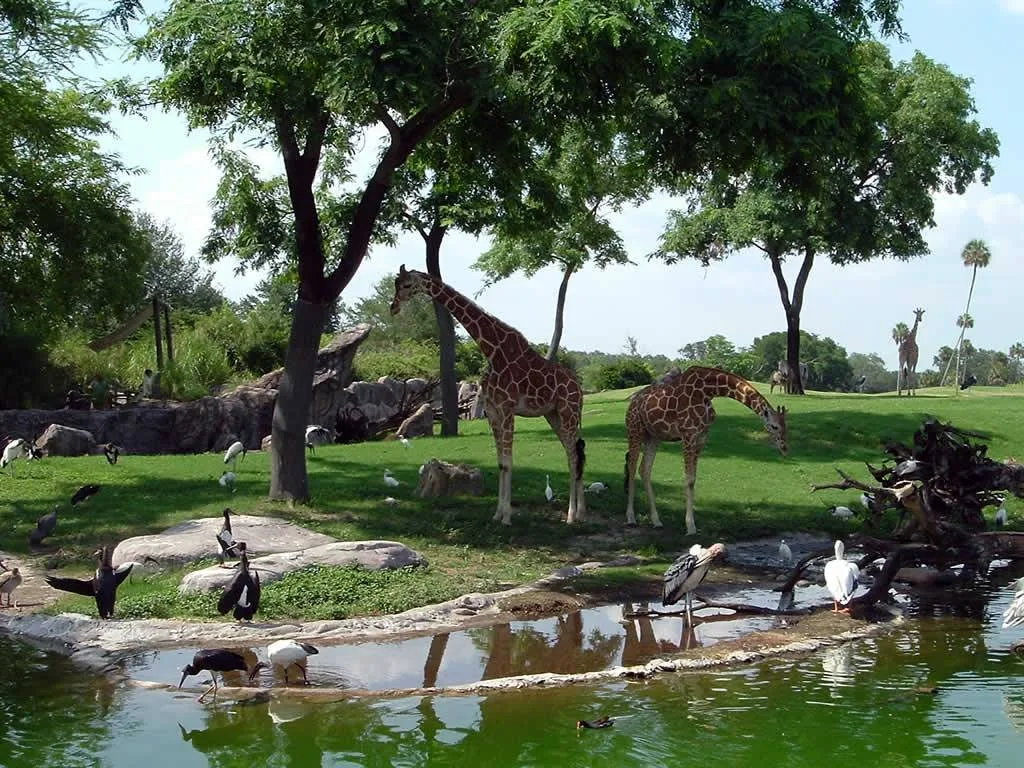 Africa Safari - Private Tours in Egypt